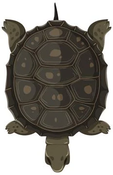 Top-Down View of a Turtle Stock Illustration