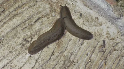 Top down view of two brown slugs crawling together Stock Footage 333940513