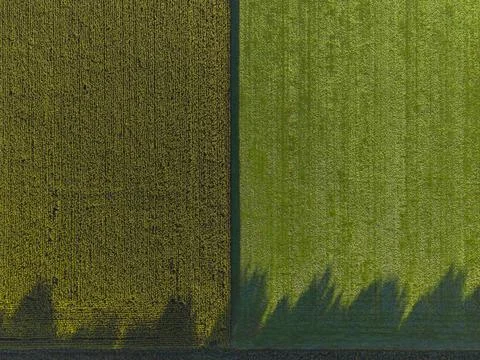 A top-down view of two fields, one of corn and one of green grass Foto stock
