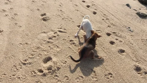 Top-Down View of Two Puppies Playing and Nuzzling Stock Footage 340507079