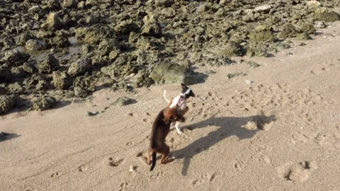Top-Down View of Two Puppies Nuzzling on Sand Stock Footage 340507087