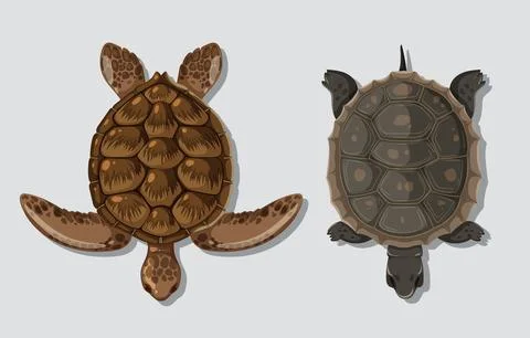 Top-Down View of Two Turtles Stock Illustration