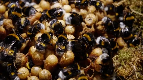 Top-Down View of Underground Bumblebee Nest – 4K Cinematic Slider 動画素材 320671679