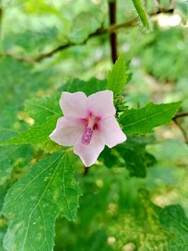 Top-down view of Urena lobata flower with vibrant magenta stamen column Stock Photos