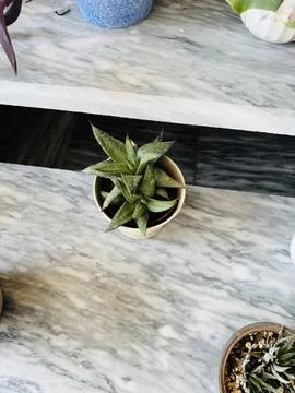Top-Down View of a Variegated Rosette Succulent on Marble Stock Photos