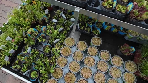 Top-down view of various carnivorous plants, including Venus flytraps and p.. Stock Footage 329448256