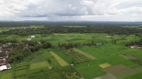 Top-down view of the vast rice fields Stock Footage 263700090