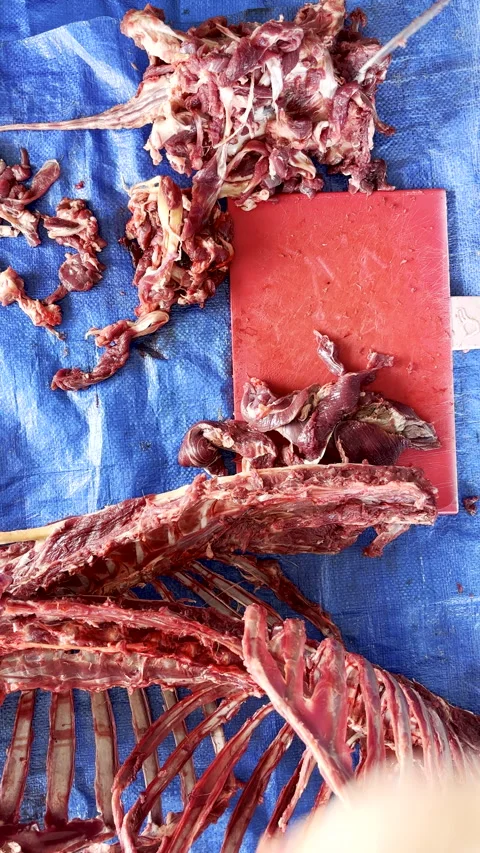 Top down view of venison meat being cut from tendons Stock Footage 344010381