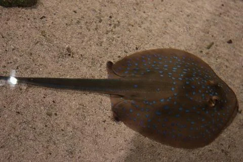 Top-down view of a vibrant blue-spotted ribbontail ray resting peacefully Stock Photos