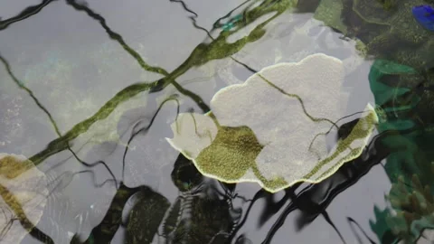 Top-down view of a vibrant coral reef aquarium with water ripples. Tropical.. Vídeo Stock 341093991