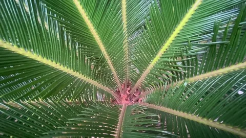 Top Down View of a Vibrant Green Sago Palm Cycad Showing Intricate Leaf Patterns Stock Footage 340897715