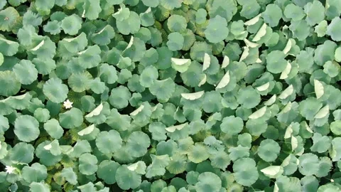 Top Down View of Vibrant Green Lotus Leaves Floating on a Calm Pond 스톡 동영상 342215091