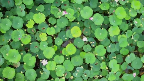 Top down view of vibrant green lotus leaves floating on calm pond water Video stock 342327193