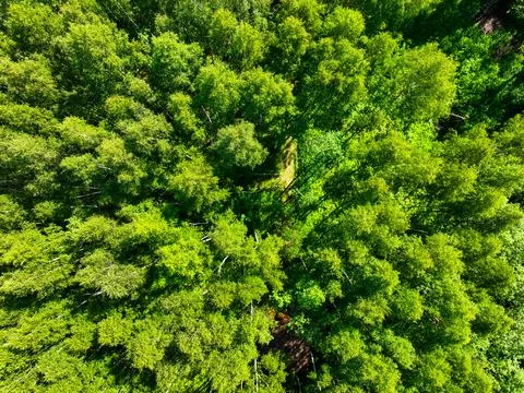 Top-down view of vibrant green forest canopy with bright sunlight Stock Photos