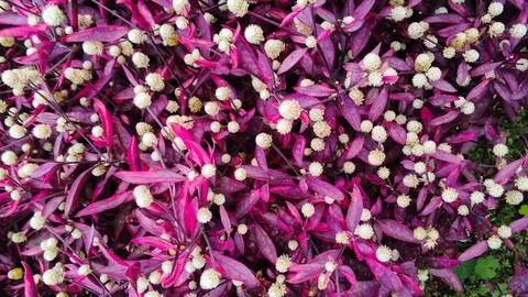 Top-down view of a vibrant plant  Stock Photos