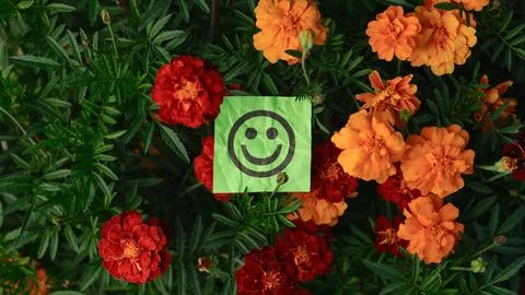 A top-down view of vibrant red and orange marigold flowers Stock Photos