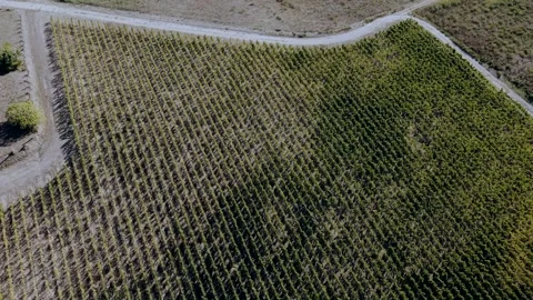 Top Down View of Vineyard Rows and Farm Track in France Stock Footage 348141944