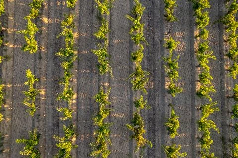 Top down view of vineyard rows in the sunset light, Narbonne Фото