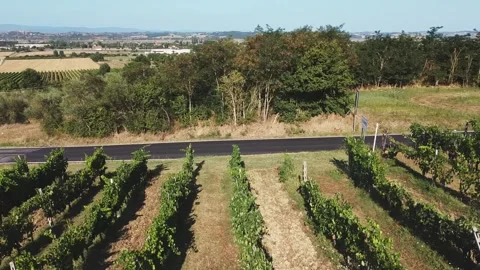 Top down view of vineyards. Sunny day in agricultural farmland. Italian wine lan Stock Footage 137006449