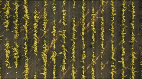 Top down view vineyards at sunset. Aerial view agriculture, wine growing Stock Footage 244585745