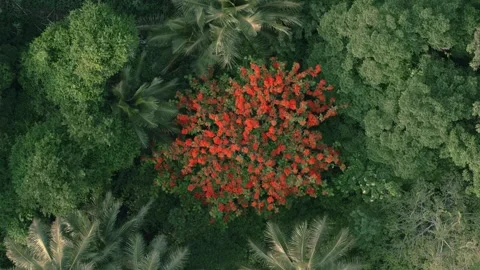 Top down view of a vivid red flowering tree in dense tropical jungle Stock Footage 345131465
