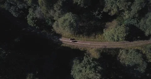 Top down view of walkers in the forest Stock Footage 82353695