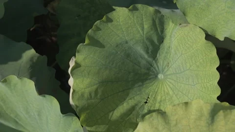 Top down view of water through large green lotus leaves Stock-Footage 343572126