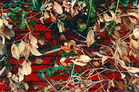 Top-down view of a weathered red brick surface scattered with dried leaves Stock Photos