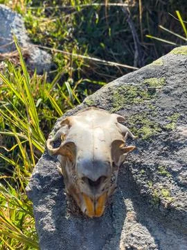 Top-Down View of a Weathered Rodent Skull Stock Photos