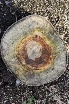 A top-down view of a weathered tree stump, showcasing a complex pattern of .. Stock Photos