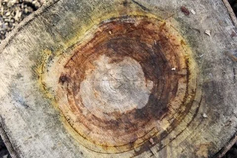 A top-down view of a weathered tree stump, showcasing a complex pattern of .. Stock Photos