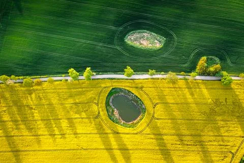 Top down view of wheat and rape fields in countryside. Stock Photos