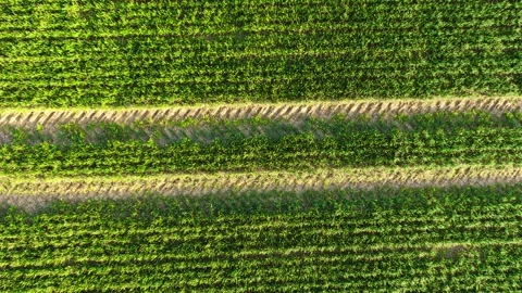 Top down view of wheat crops with parallel rows and wide tractor tracks crossing Stock Footage 345715817