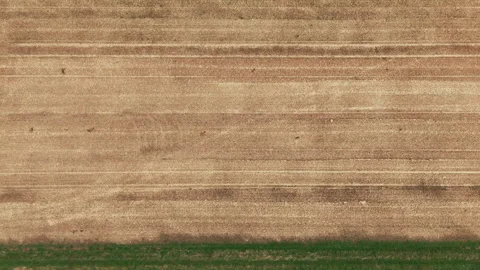 Top Down View Of A Wheat Field, Aerial Stock Footage 248063634