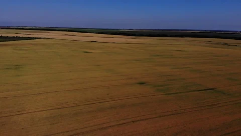 Top down view of the wheat fields. Stock Footage 111391656