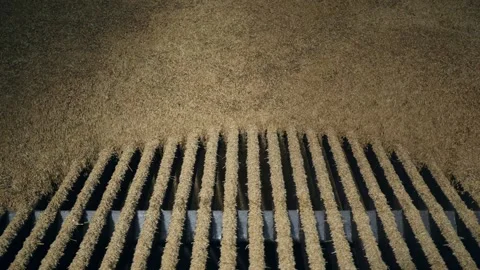 Top down view of wheat flowing over metal slats on combine header Stock Footage 324795504