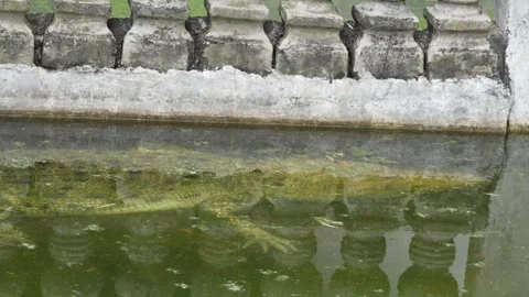 A top-down view of a white crocodile partially submerged in murky. Stock Footage 326773761