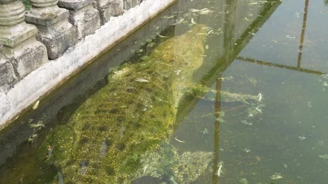 A top-down view of a white crocodile partially submerged in murky. Stock Footage 326774066