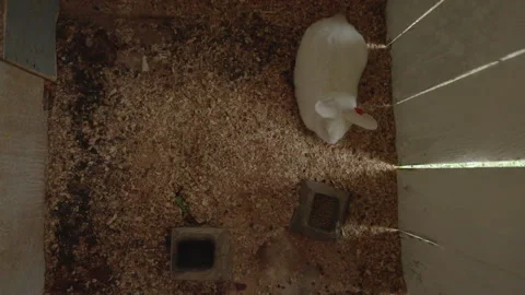 Top Down View Of White Rabbit In Wooden Hutch With Feed And Water Stock Footage 343437840