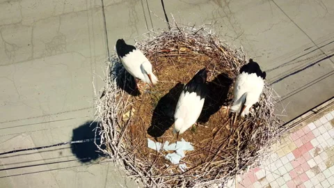Top-down view of white stork nest in Yasna Polyana, Bulgaria Video stock 338990859