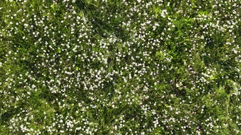 Top Down View of Wild Chamomile Flowers in Green Meadow Stock Footage 337533119