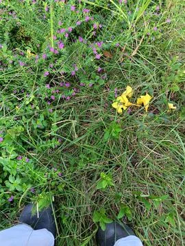 Top-down view of wild grass Stock Photos