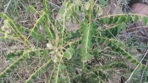 Top Down View of Wild Green Plant Growing on Dry Grass Ground Stock Photos