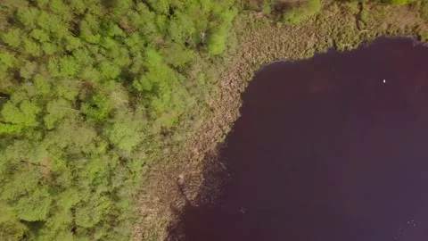 Top down view on a wild pond in forest. 4k AERIAL. Stock Footage 154270419