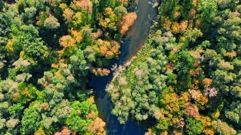 Top down view of winding river and forest, Poland Stock Footage 143544028