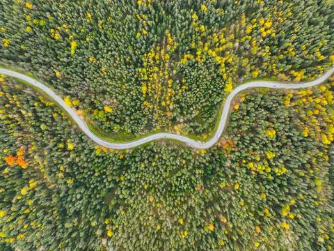 Top down view of a winding road in dense autumn forest Stock Photos