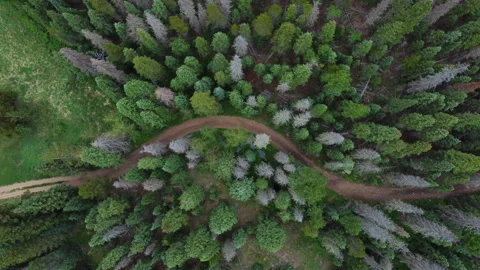 Top down view of a winding trail through the evergreens in Colorado Stock Footage 247363918