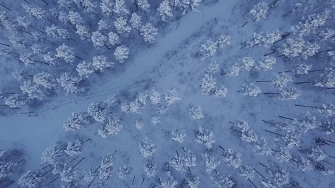 Top down view of winter forest Stock Footage 107666836