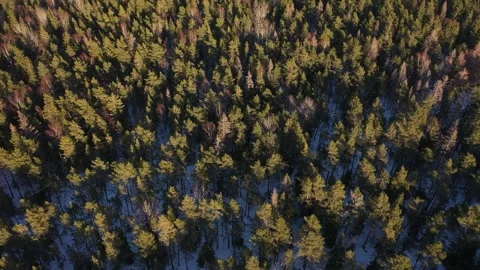 Top down view of winter forest, fall woodland aerial shot. Stock Footage 256215222