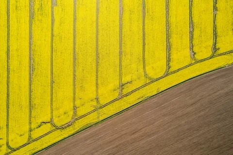 Top down view of yellow canola field. Cultivated rapeseed canola plantation.. Stock-Fotos